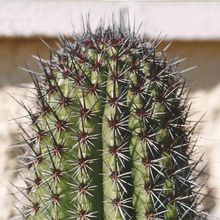 Una foto de Stenocereus thurberi subsp. thurberi