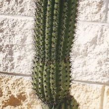Una foto de Stenocereus thurberi subsp. thurberi