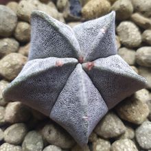 Una foto de Astrophytum myriostigma