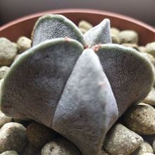 Una foto de Astrophytum myriostigma