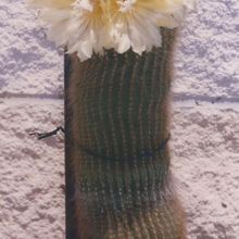 A photo of Parodia leninghausii