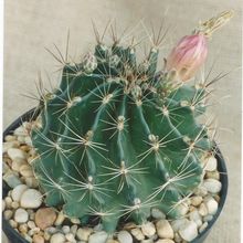 A photo of Thelocactus setispinus