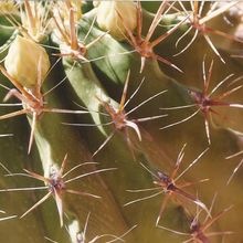 Una foto de Ferocactus peninsulae