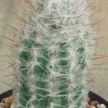 A photo of Oreocereus trollii