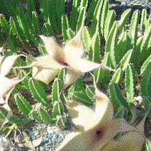 Una foto de Stapelia gigantea
