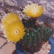 A photo of Parodia ottonis