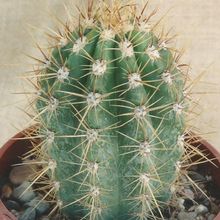 Foto de un cactus que se está identificando actualmente