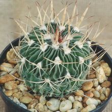 A photo of Stenocactus obvallatus