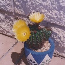 A photo of Parodia ottonis