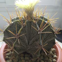 A photo of Astrophytum ornatum