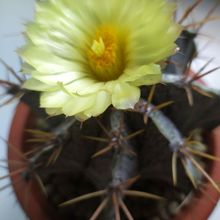 A photo of Astrophytum ornatum