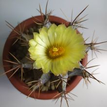 A photo of Astrophytum ornatum