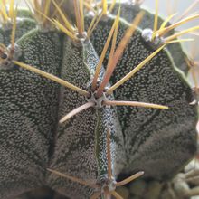A photo of Astrophytum ornatum