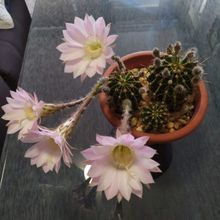 A photo of Echinopsis oxygona
