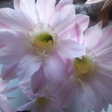 A photo of Echinopsis oxygona
