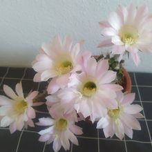 A photo of Echinopsis oxygona