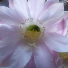 A photo of Echinopsis oxygona