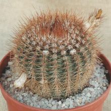 Una foto de Parodia erubescens