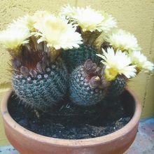 Una foto de Parodia erubescens