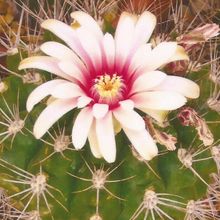 A photo of Gymnocalycium mostii subsp. valnicekianum