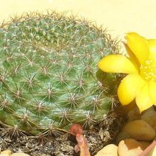 Una foto de Rebutia marsoneri