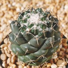 Una foto de Coryphantha maiz-tablasensis