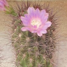 Una foto de Gymnocalycium monvillei subsp. horridispinum