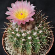 A photo of Parodia roseolutea