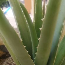 Una foto de Aloe vera