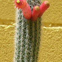 Foto de un cactus que se está identificando actualmente