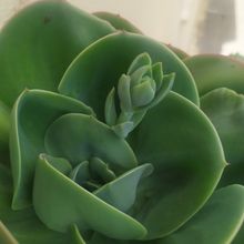 Una foto de Echeveria Mandala (HIBRIDO)