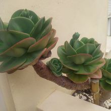 Una foto de Echeveria Mandala (HIBRIDO)