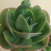 Una foto de Echeveria Mandala (HIBRIDO)