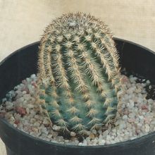 A photo of Echinocereus reichenbachii var. fitchii 
