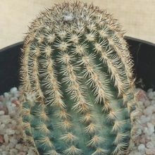 A photo of Echinocereus reichenbachii var. fitchii 