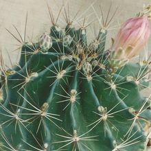 A photo of Thelocactus setispinus