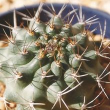 Photo of a cactus currently being identified