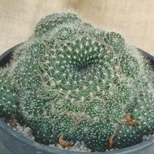 Foto de un cactus que se está identificando actualmente