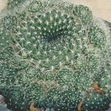 Foto de un cactus que se está identificando actualmente