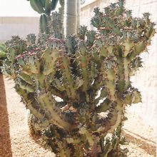 Una foto de Euphorbia caerulescens