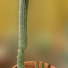 Foto de un cactus que se está identificando actualmente