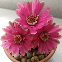 Una foto de Gymnocalycium baldianum
