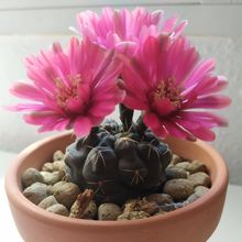 Una foto de Gymnocalycium baldianum