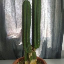 Una foto de Echinopsis pachanoi