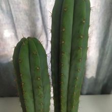Una foto de Echinopsis pachanoi