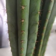 Una foto de Echinopsis pachanoi