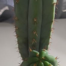 Una foto de Echinopsis pachanoi