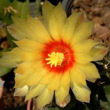 A photo of Thelocactus setispinus