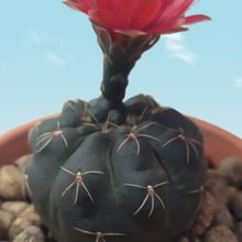 Una foto de Gymnocalycium baldianum