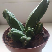 A photo of Echinocereus scheeri var. gentryi